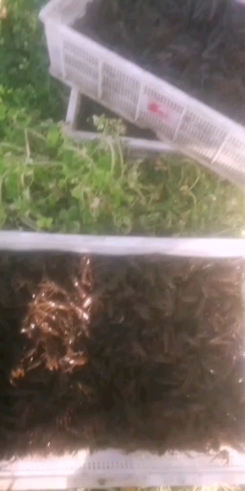 234小龙虾
