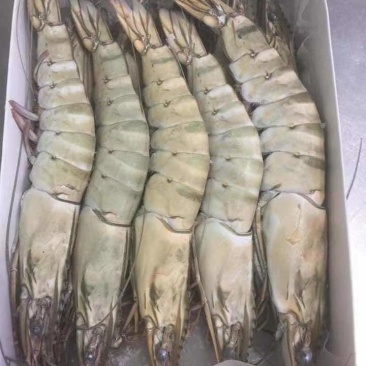 黑虎虾