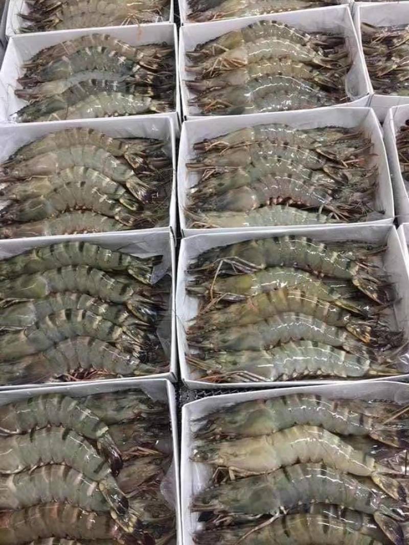 黑虎虾