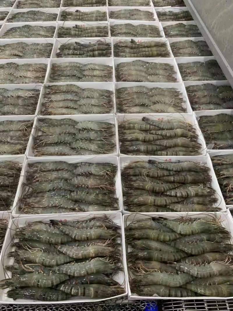 黑虎虾