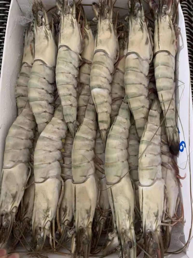 黑虎虾