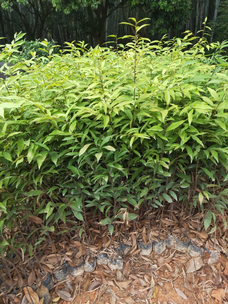 红椎造林苗木广东增城苗圃直接供应量大从优可视频产地看货