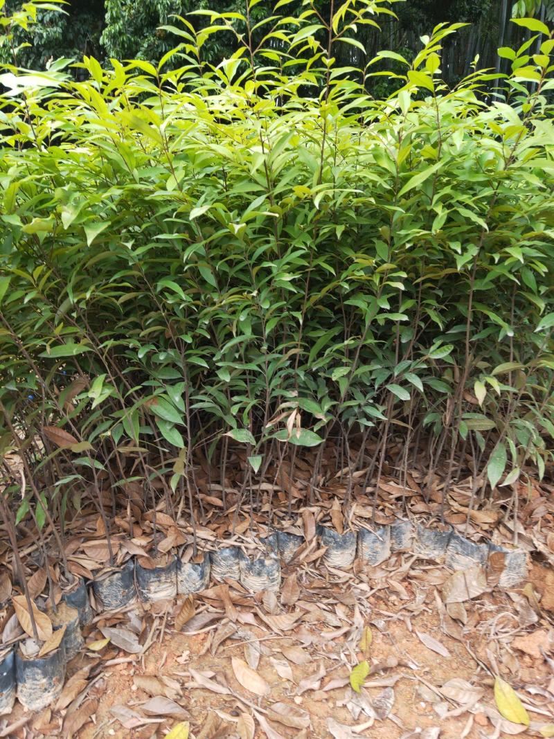 红椎造林苗木广东增城苗圃直接供应量大从优可视频产地看货