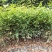 红椎造林苗木广东增城苗圃直接供应量大从优可视频产地看货