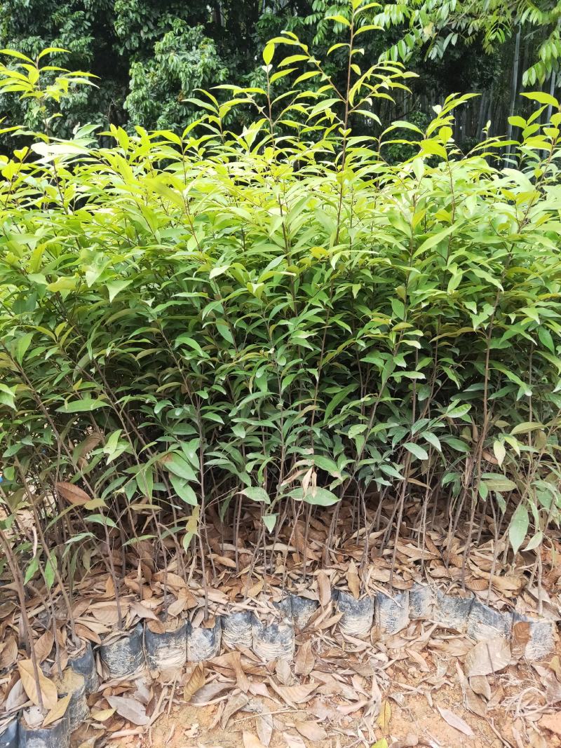 红椎造林苗木广东增城苗圃直接供应量大从优可视频产地看货