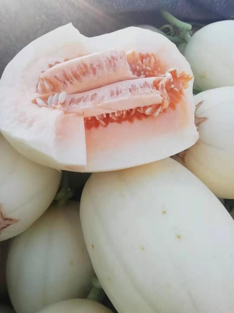 精品东方蜜一号甜瓜产地直供大量上市，专业代办欢迎选购