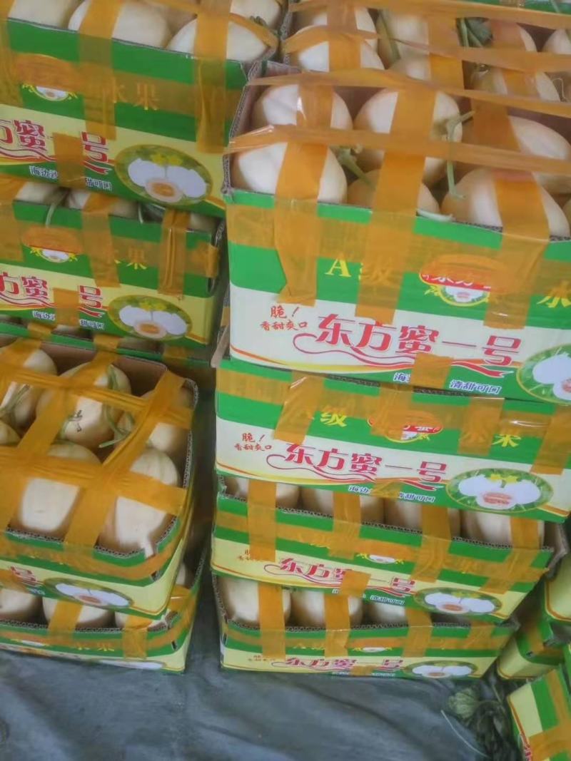 精品东方蜜一号甜瓜产地直供大量上市，专业代办欢迎选购