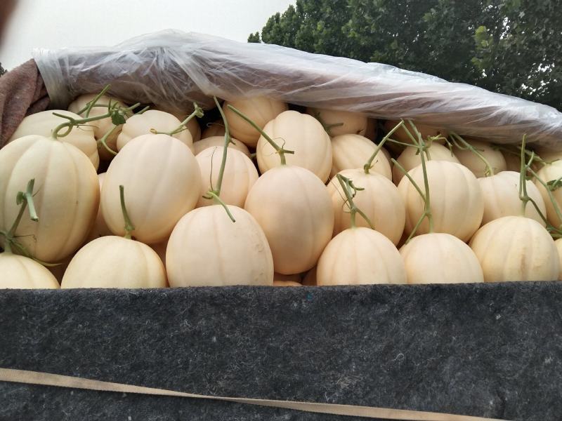 精品东方蜜一号甜瓜产地直供大量上市，专业代办欢迎选购