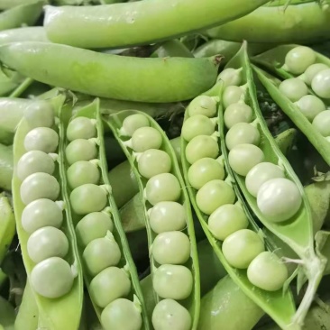 豌豆大量上货中，中豌六号九号，货量多，新鲜采摘