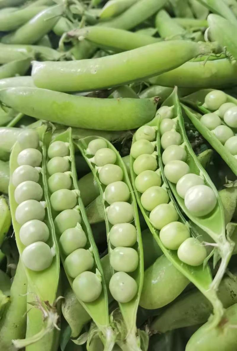 豌豆大量上货中，中豌六号九号，货量多，新鲜采摘