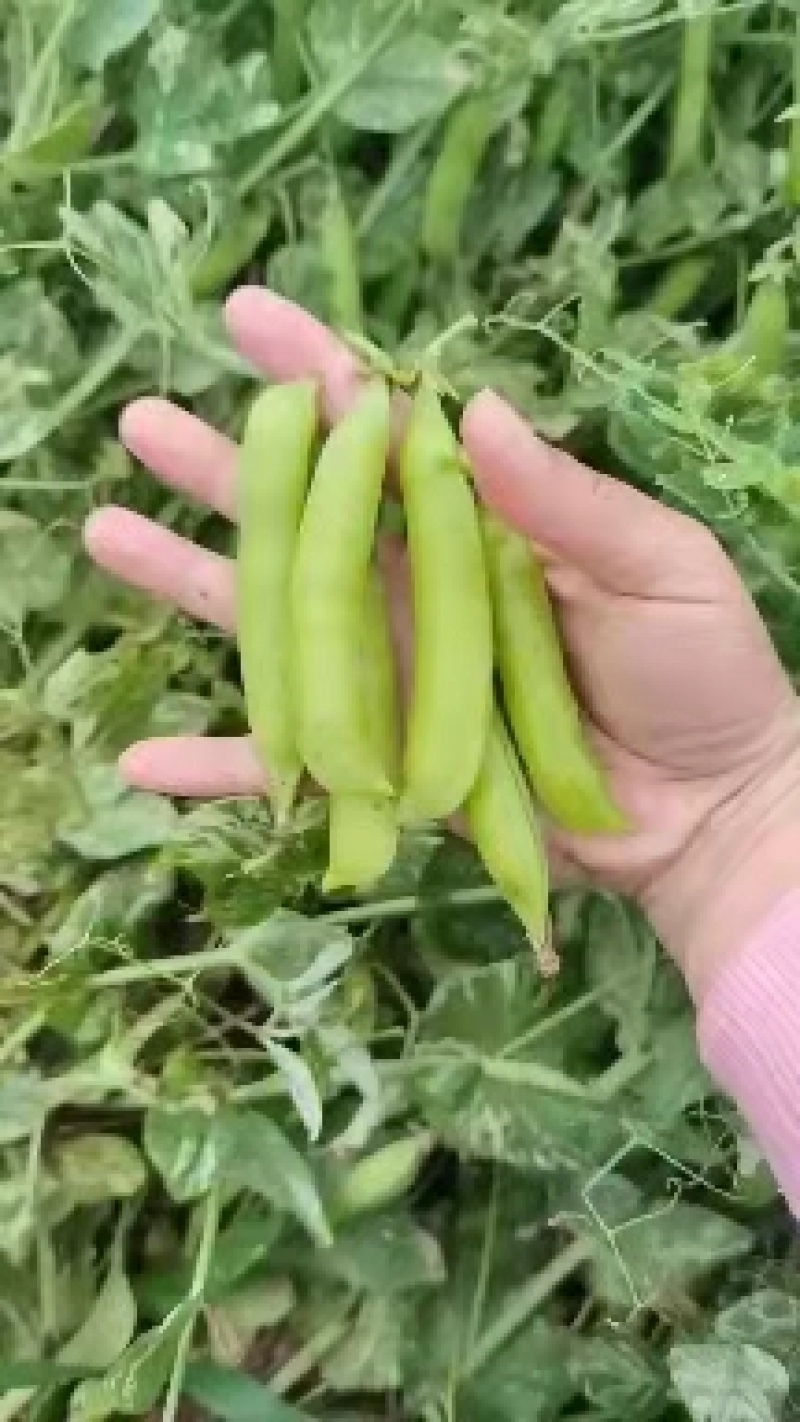 豌豆大量上货中，中豌六号九号，货量多，新鲜采摘