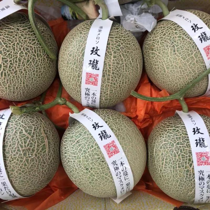 精品网纹瓜玫珑鲁厚甜产地直供专业代办欢迎老板前来选购