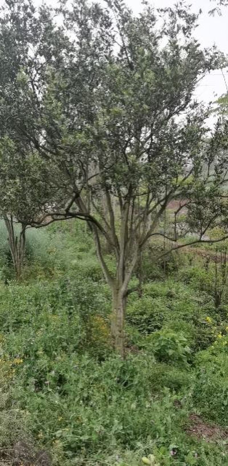 香泡