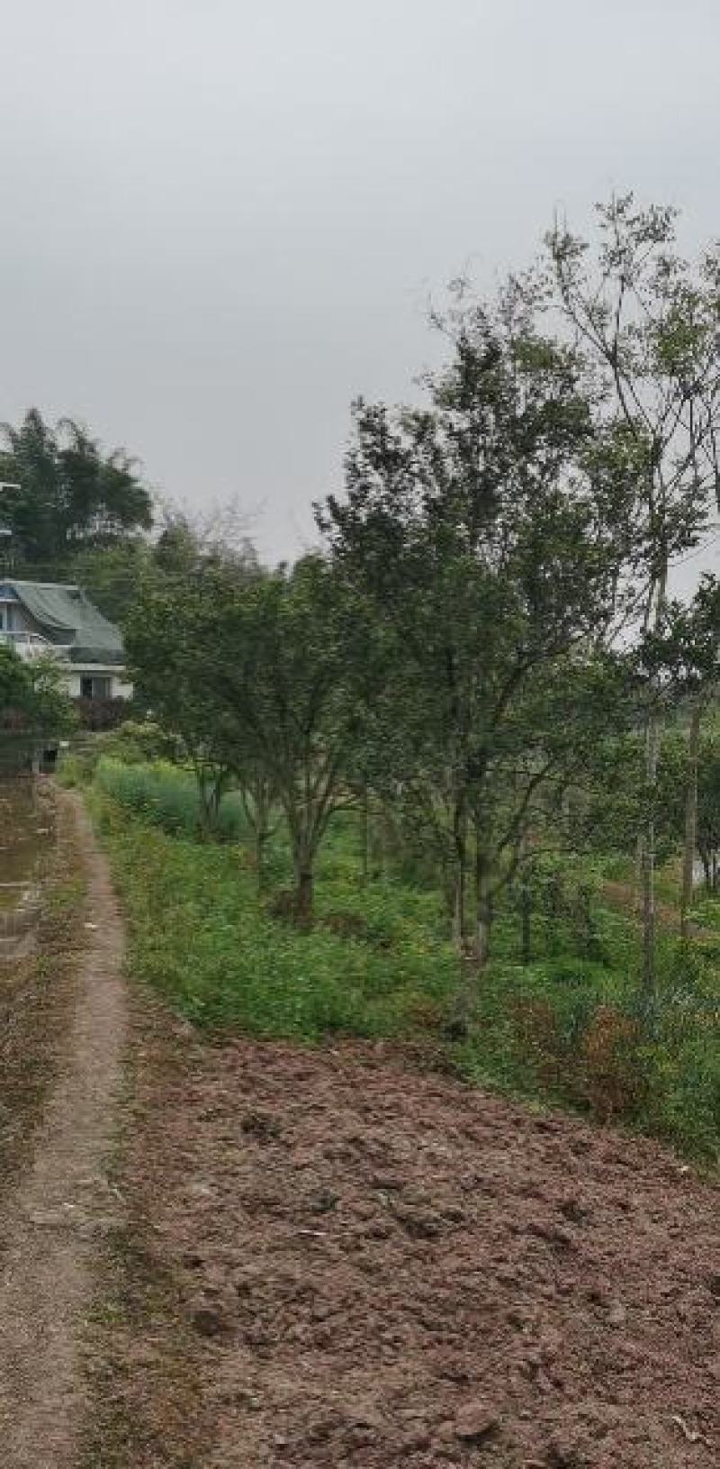 香泡