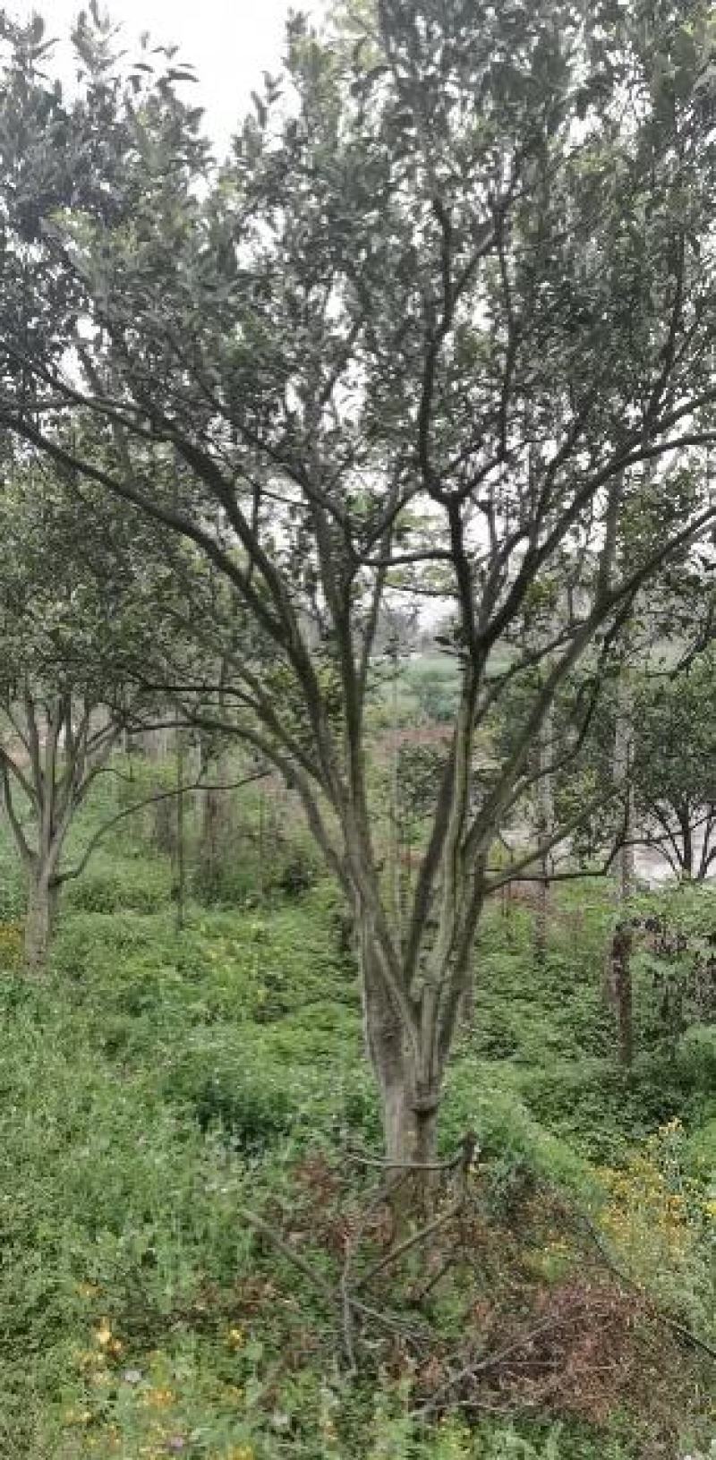 香泡