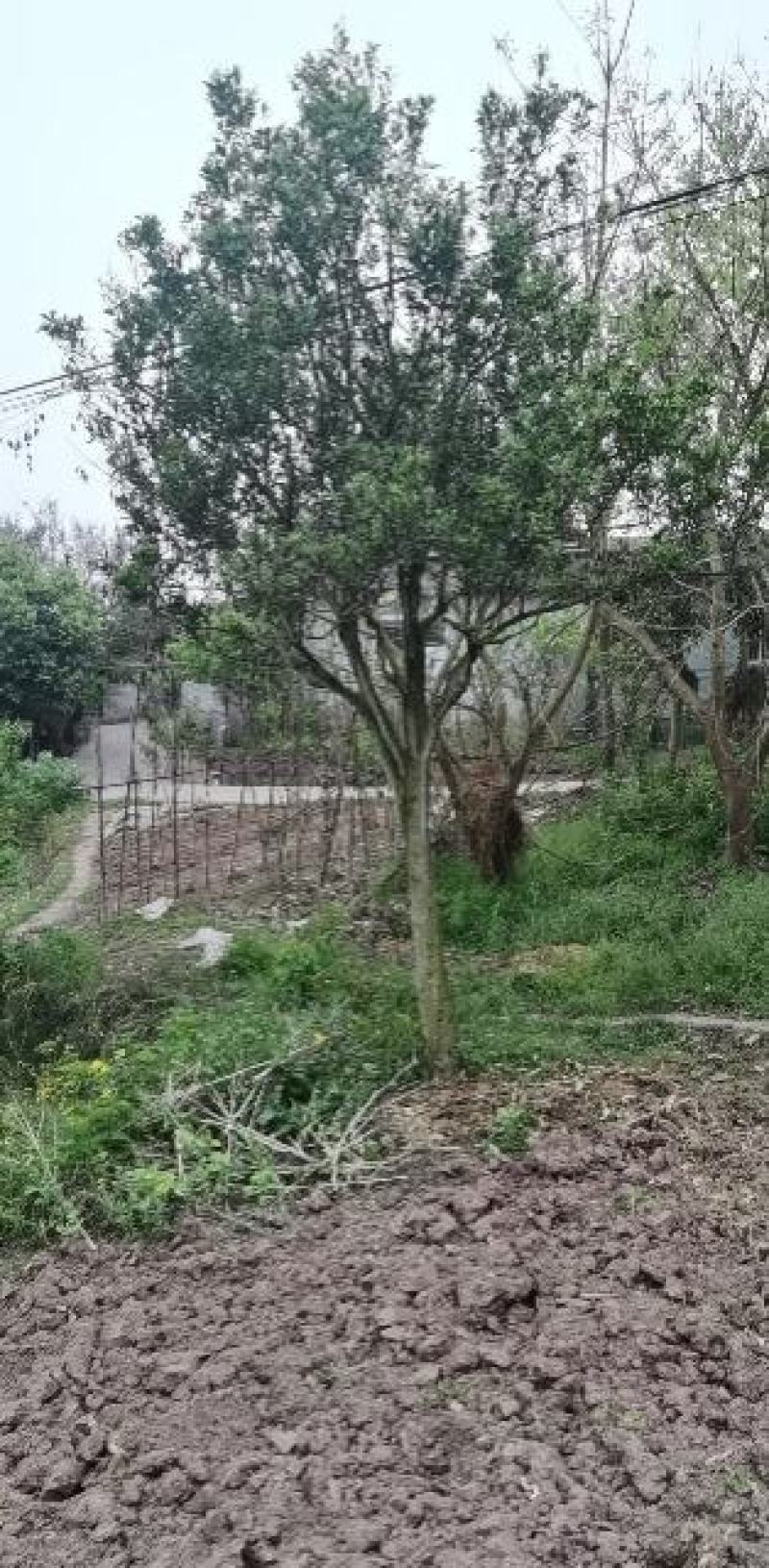 香泡