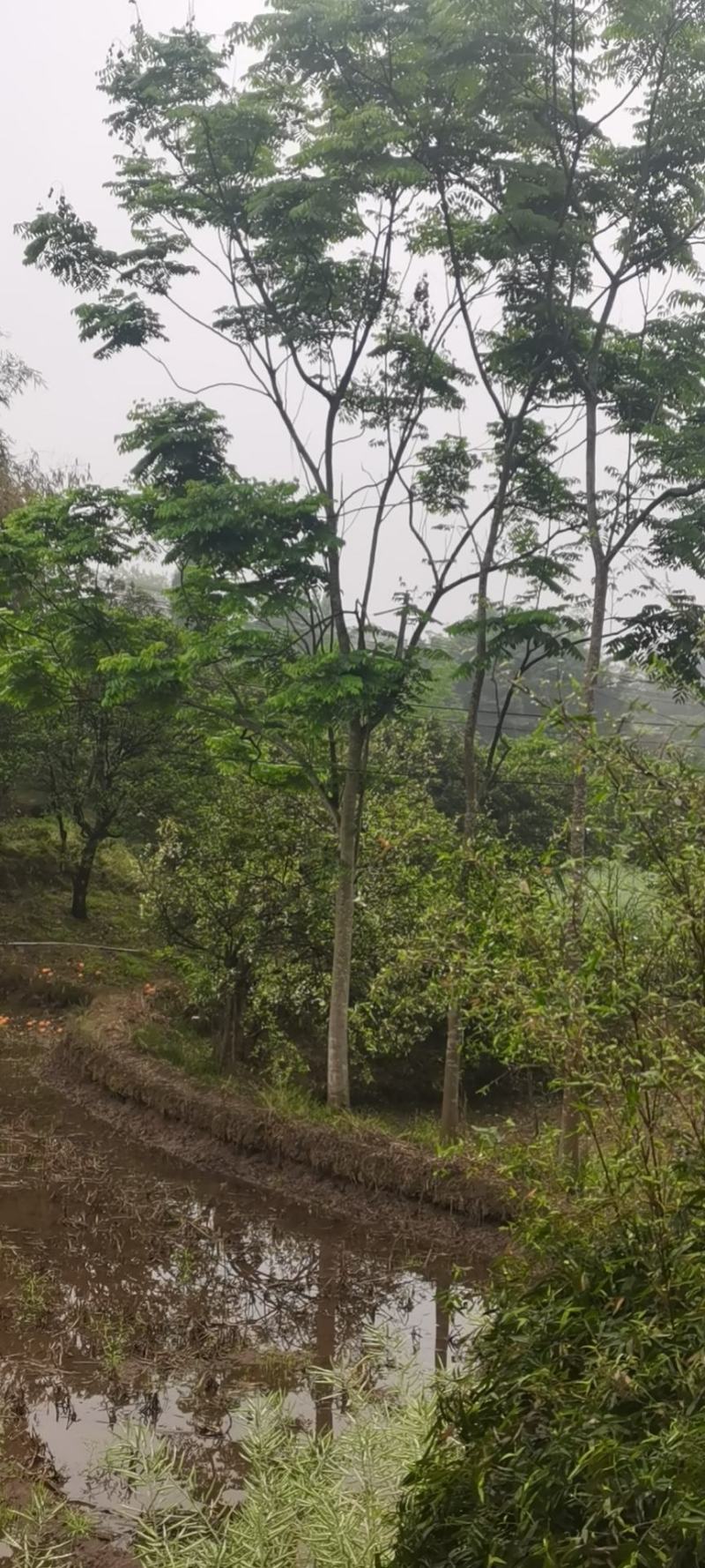 栾树