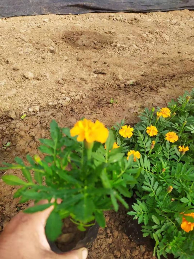 孔雀草，大小杯都有，自家苗圃便宜出售，量大价格低