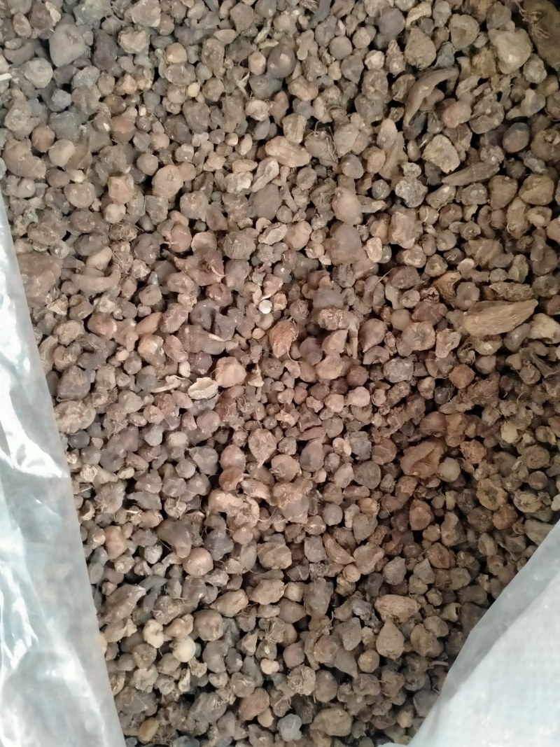 山慈菇，大货批发一手货源含量高，价格优，欢迎朋友们选货