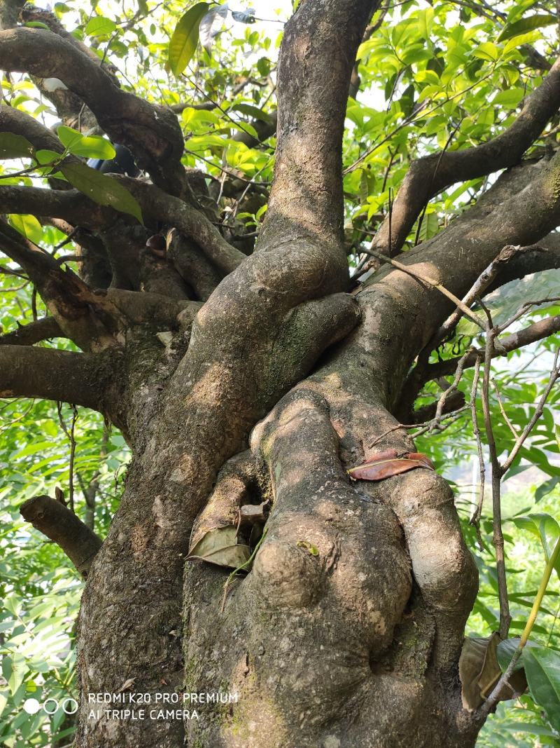 古树单株