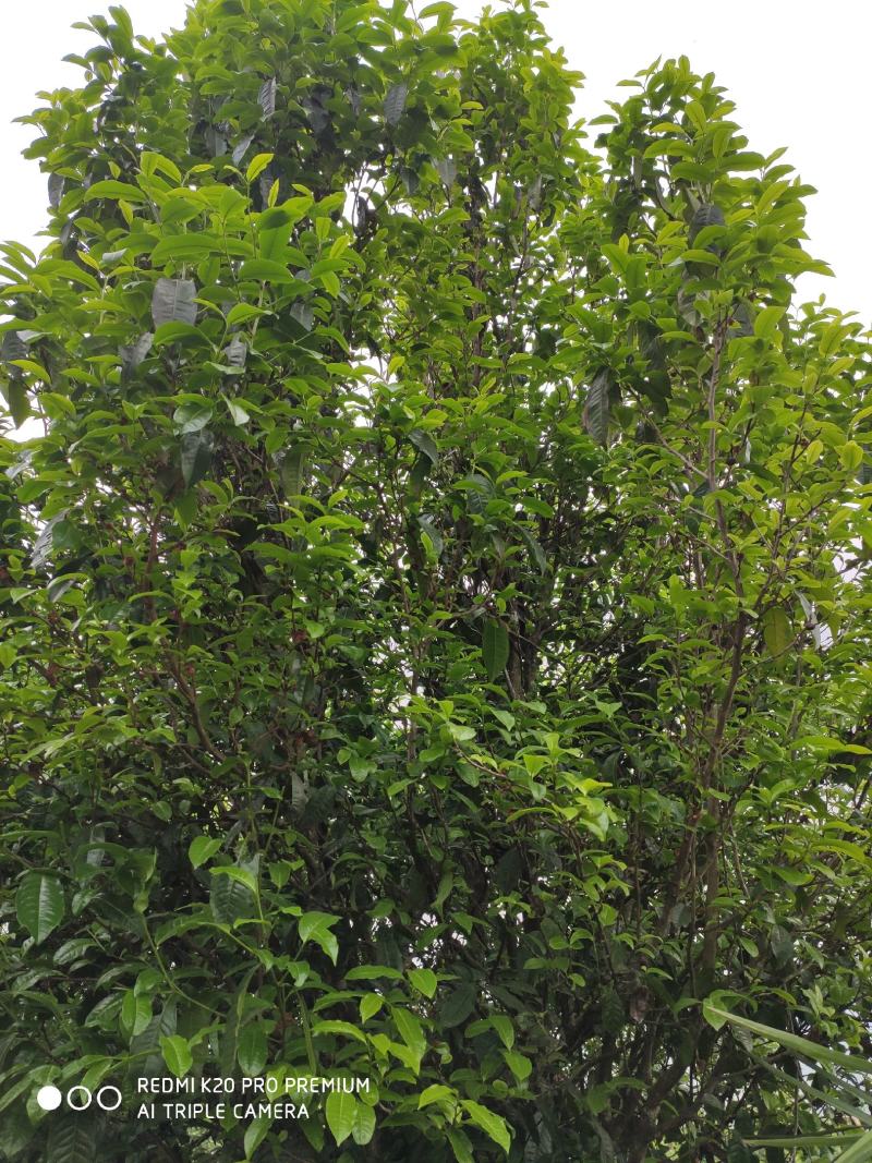 古树单株