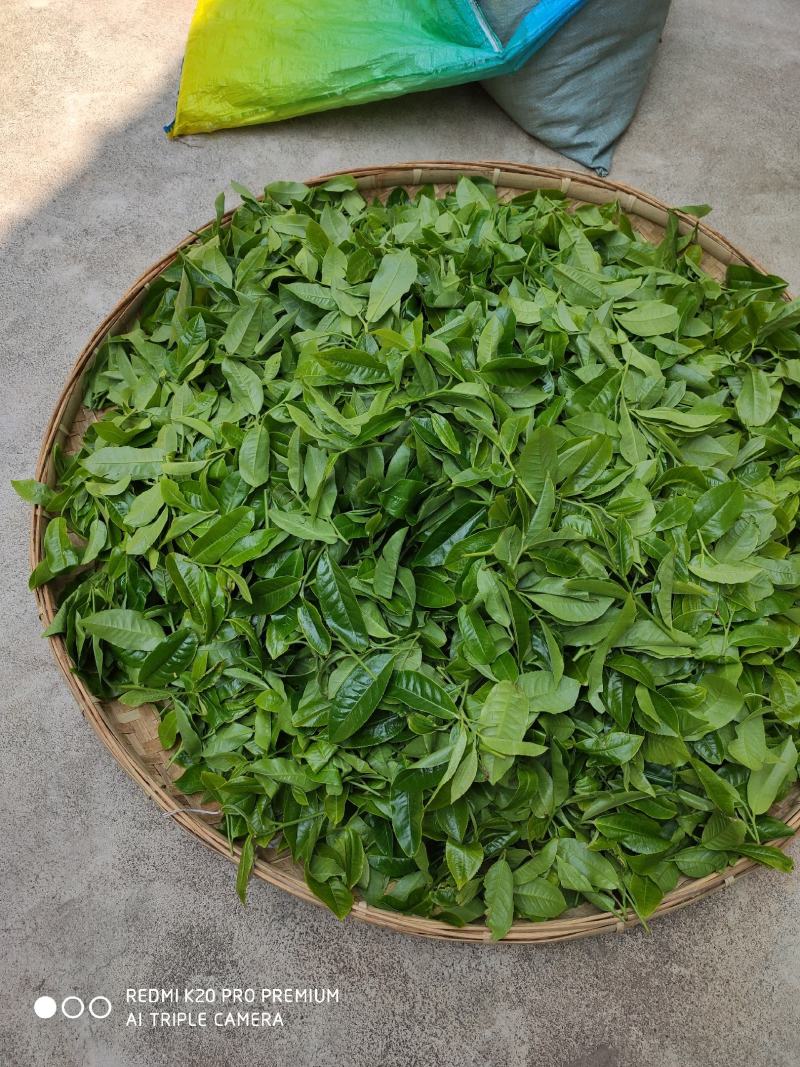 古树单株