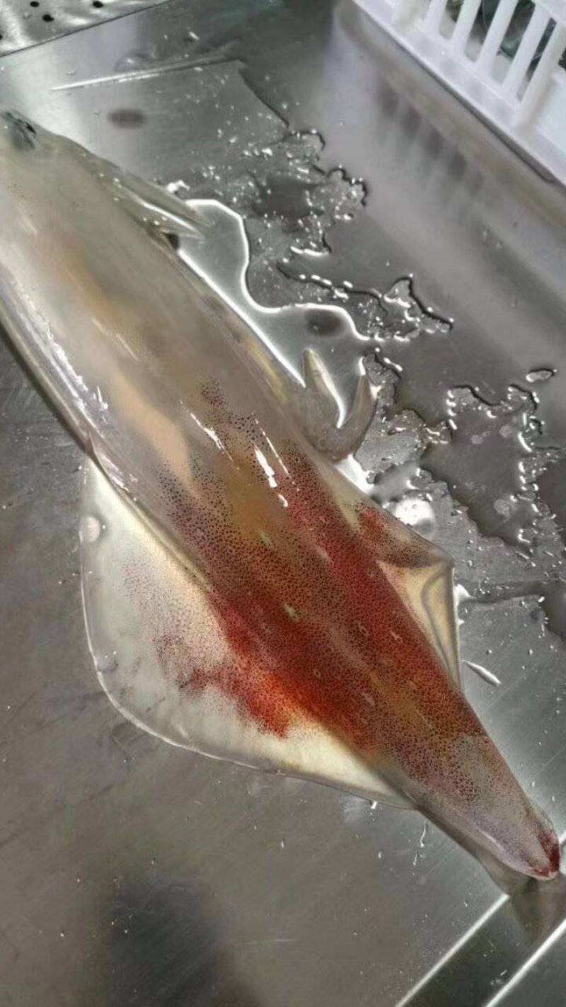 长管鱿鱼
