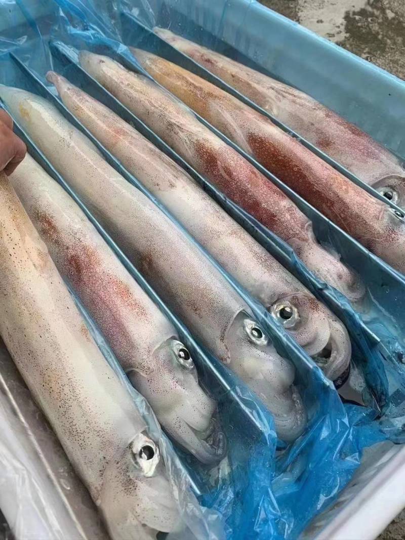 长管鱿鱼