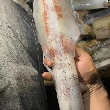 长管鱿鱼
