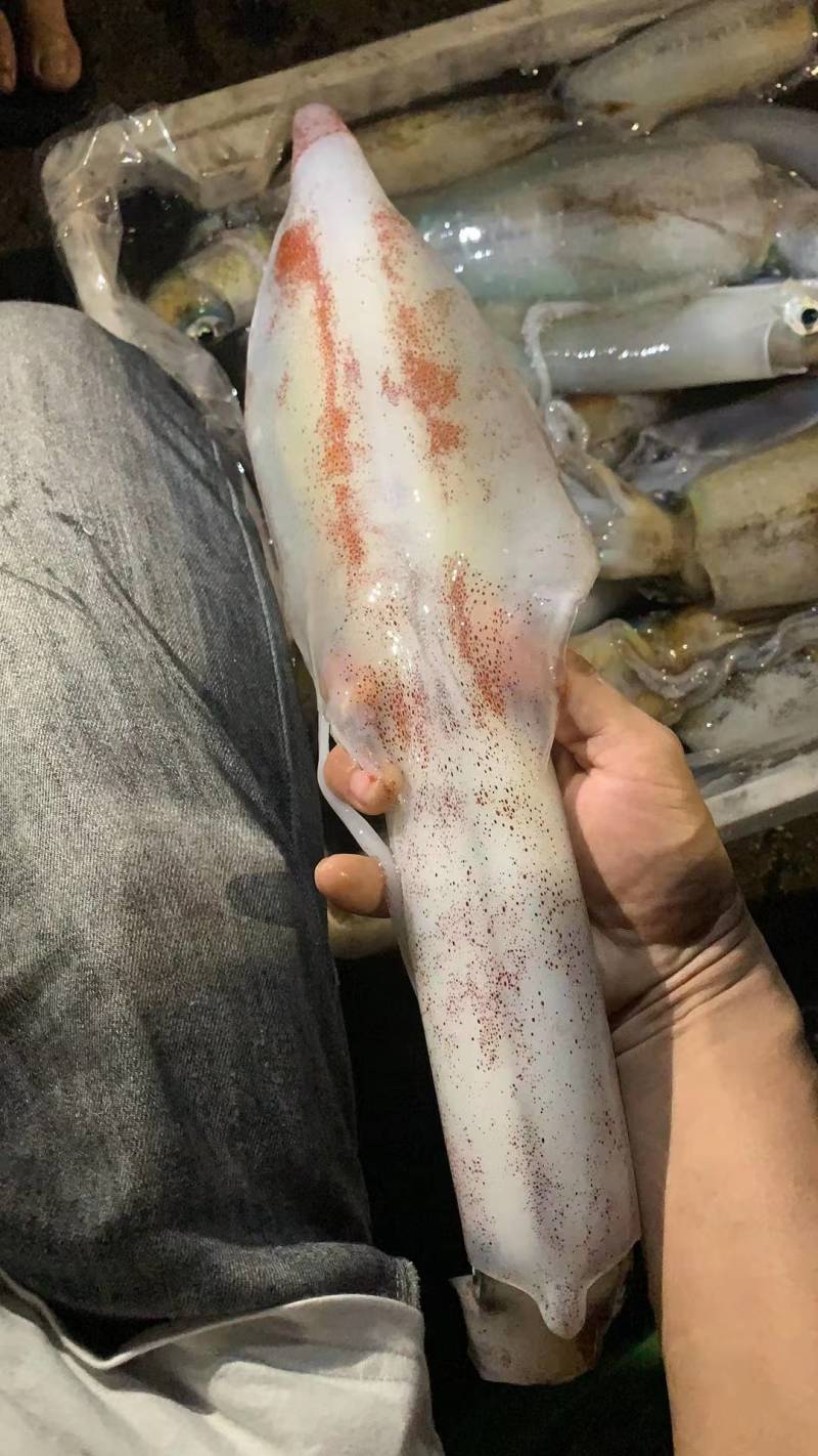 长管鱿鱼