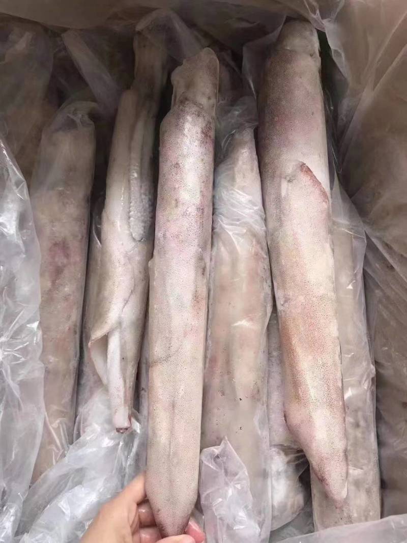 长管鱿鱼