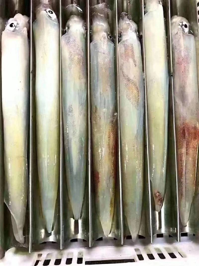 长管鱿鱼