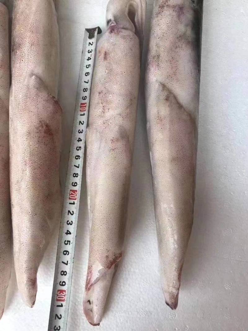长管鱿鱼