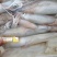 长管鱿鱼