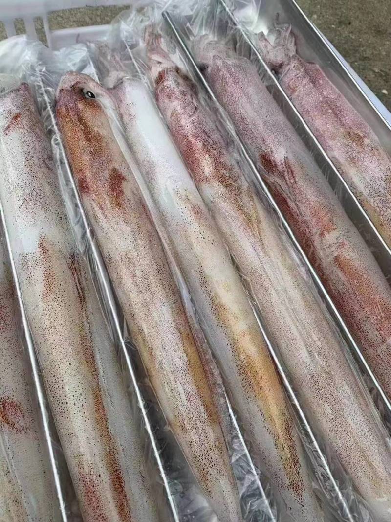 长管鱿鱼