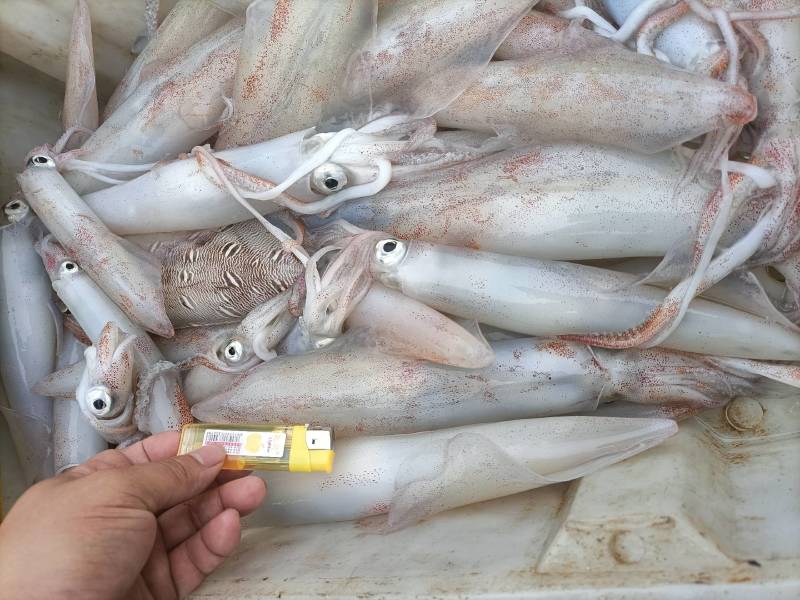 长管鱿鱼