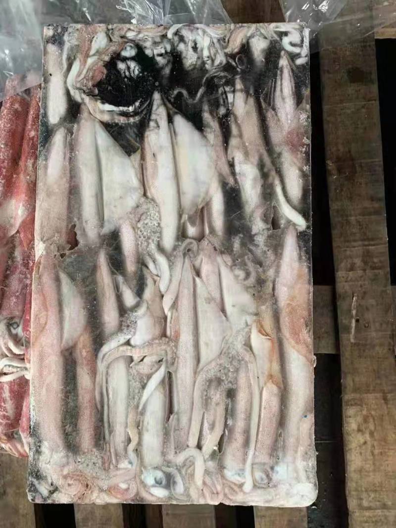 鱿鱼中的劳斯莱斯