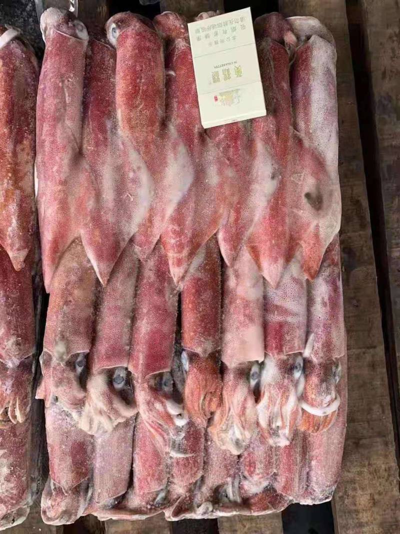 鱿鱼中的劳斯莱斯