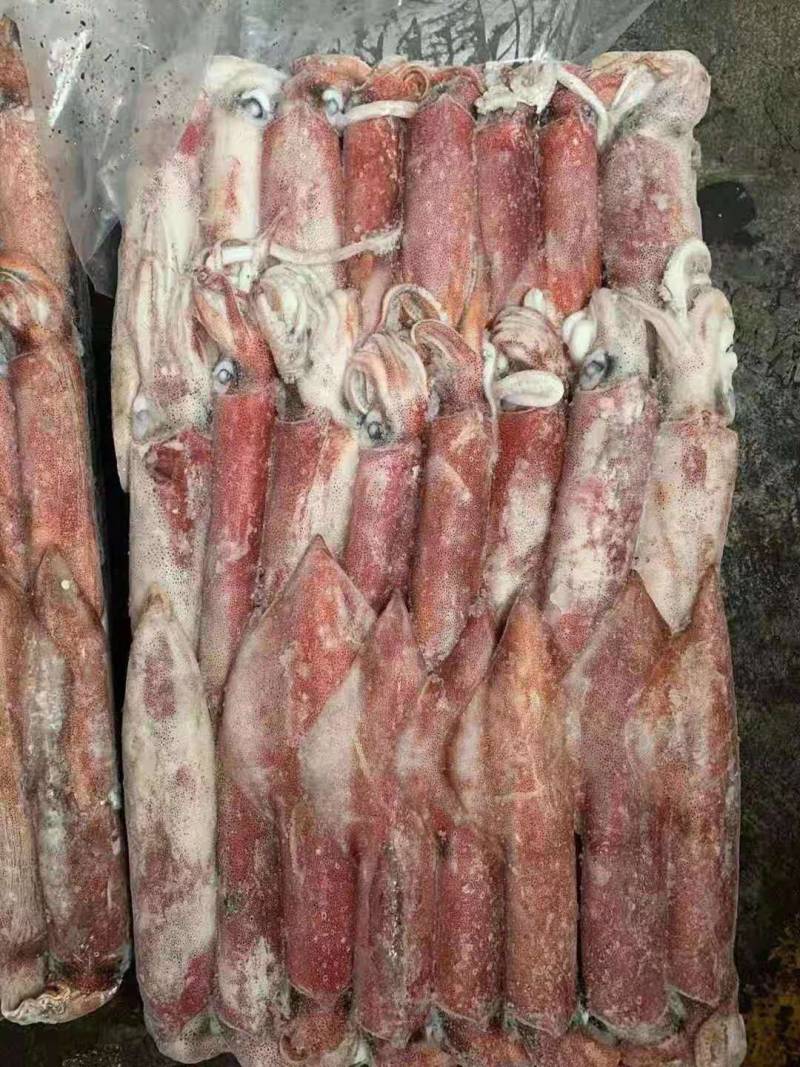 鱿鱼中的劳斯莱斯