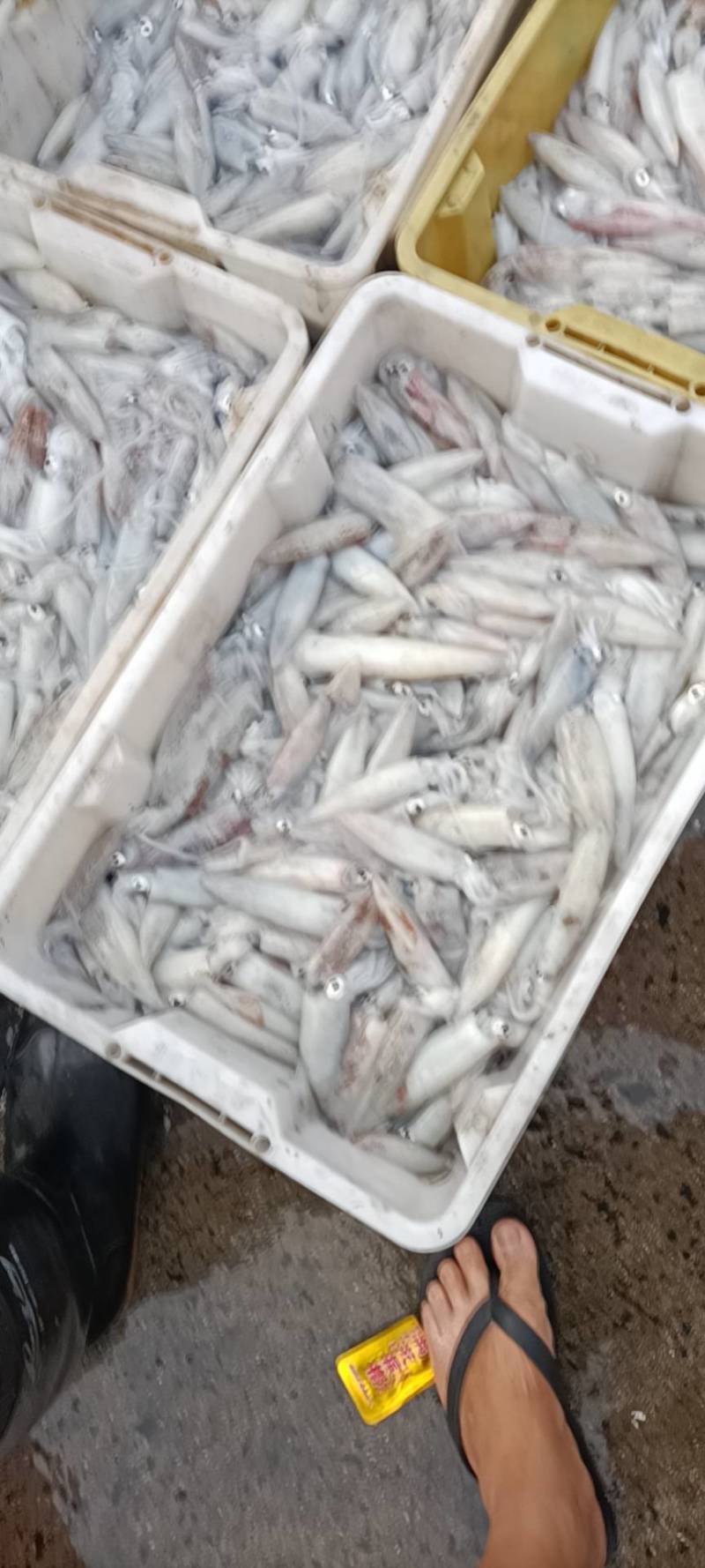 子弹鱿鱼