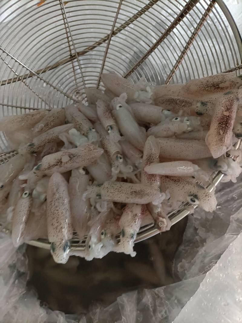 槐花鱿鱼