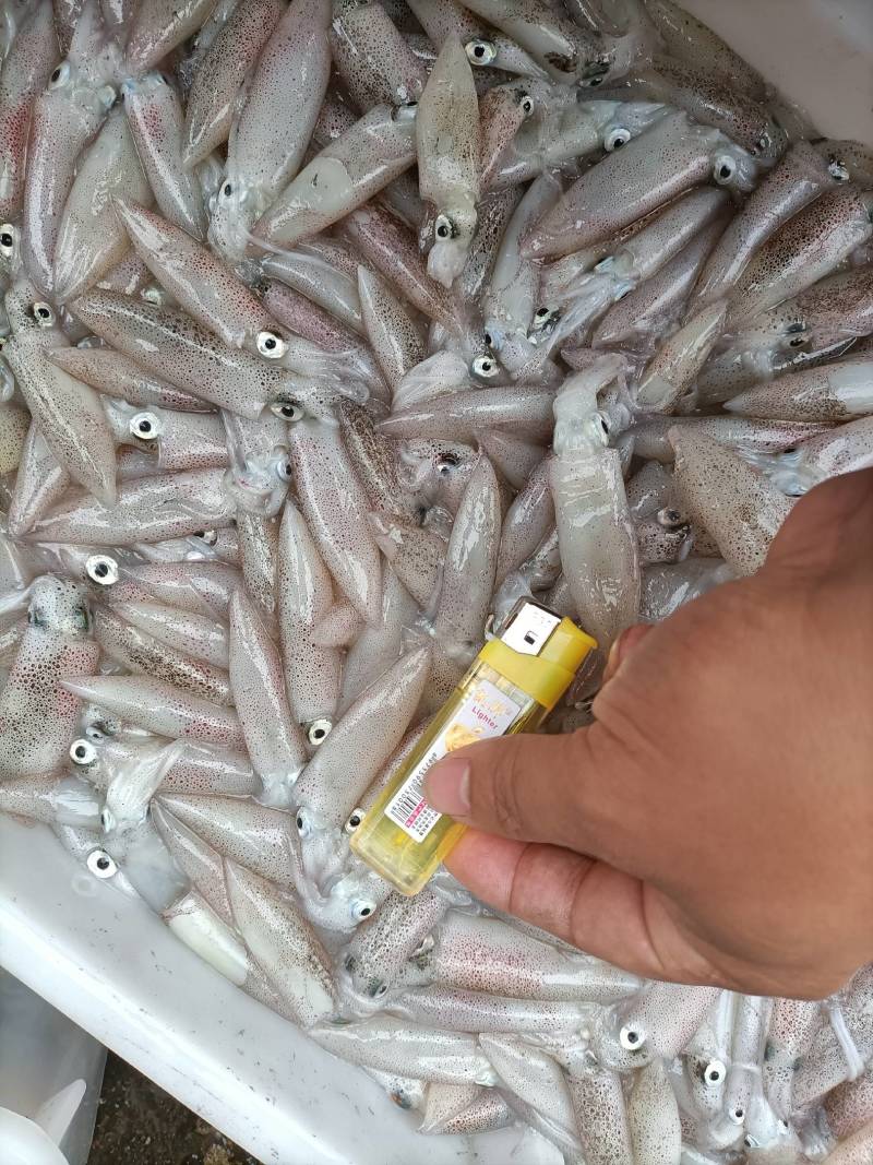 槐花鱿鱼