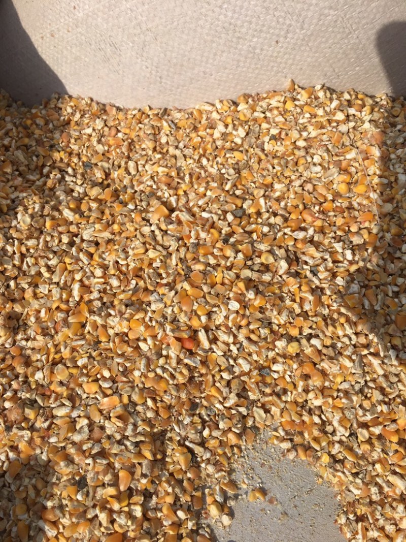 大量供应碎玉米