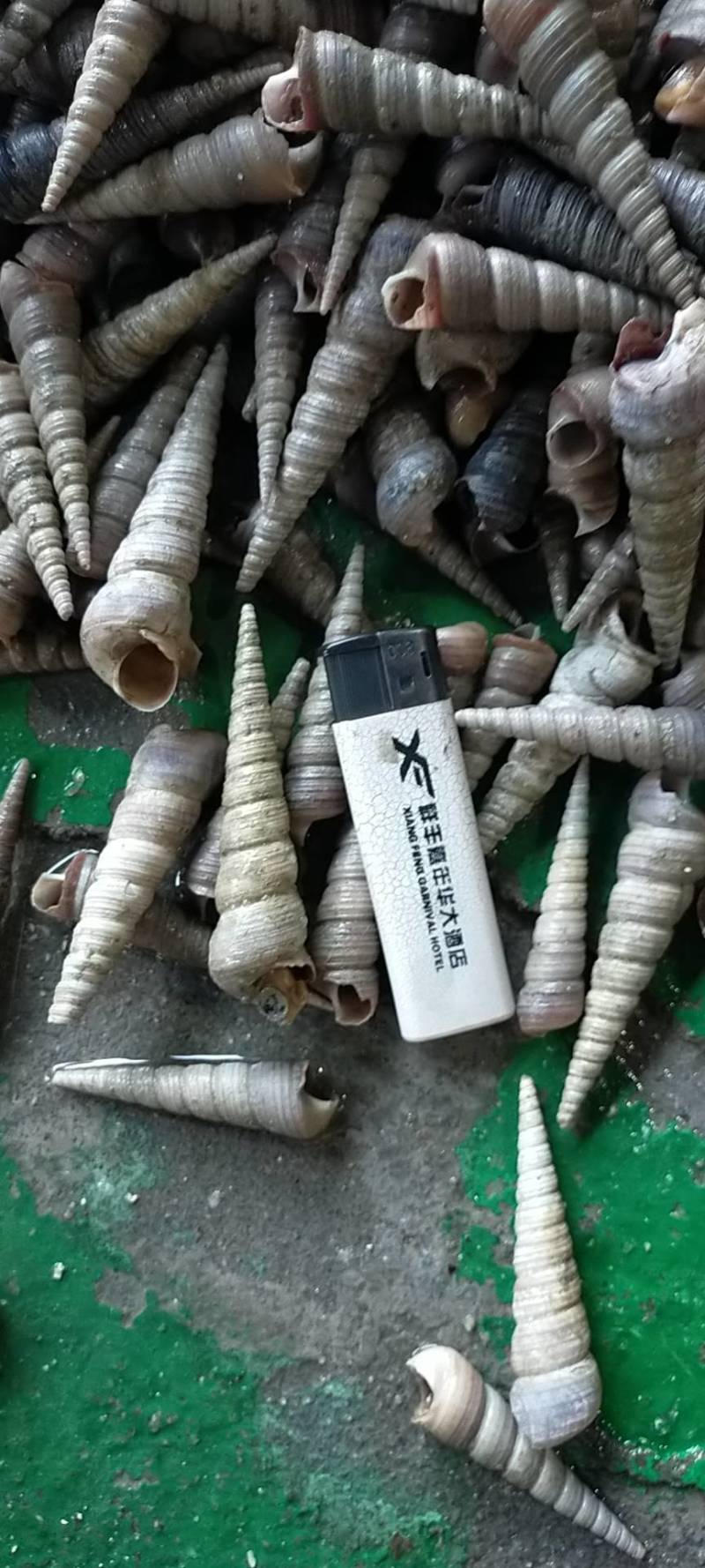 北部湾丁螺