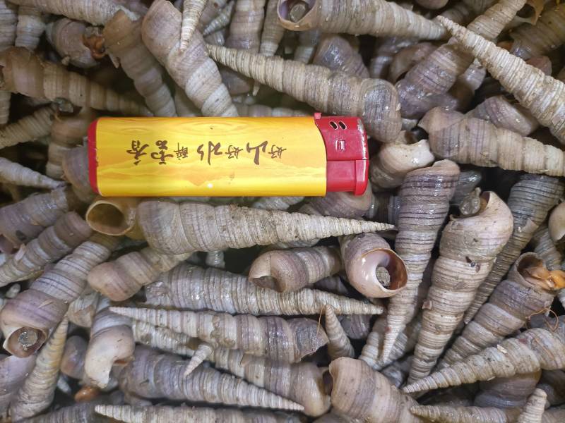 北部湾丁螺