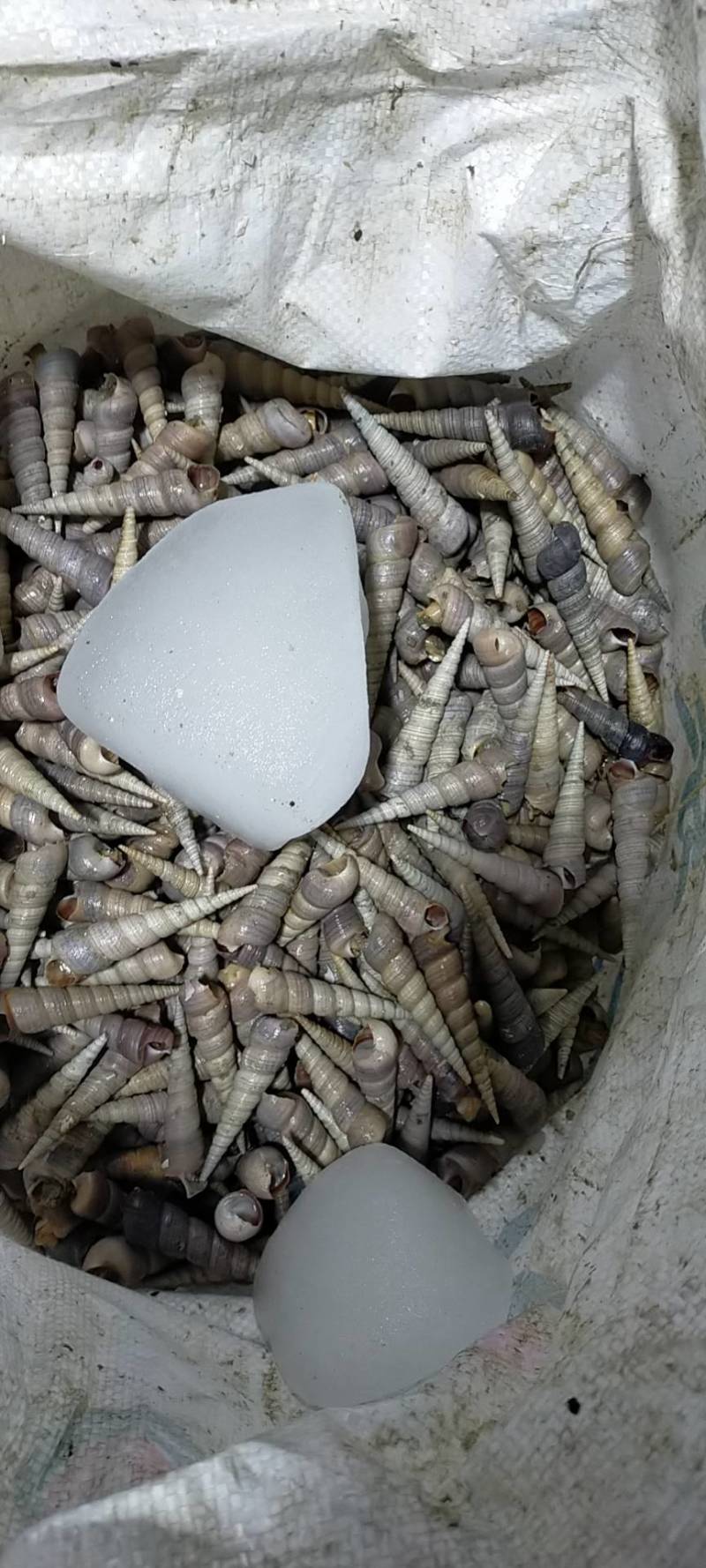 北部湾丁螺