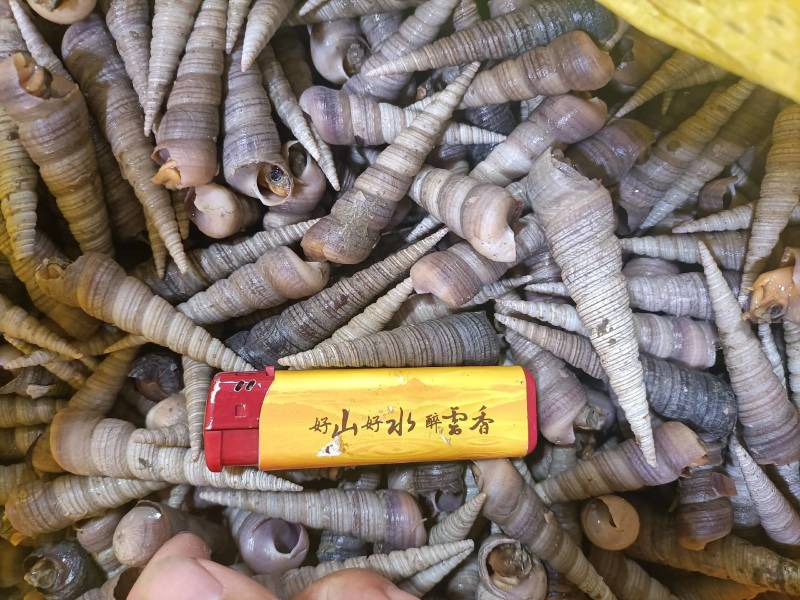 北部湾丁螺