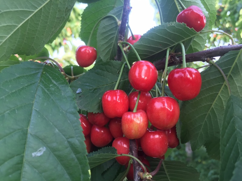 灵宝市红宝石露天大红樱桃🍒