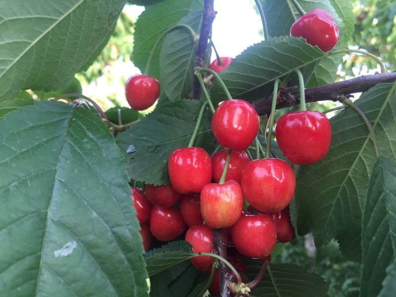 灵宝市红宝石露天大红樱桃🍒