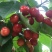 灵宝市红宝石露天大红樱桃🍒